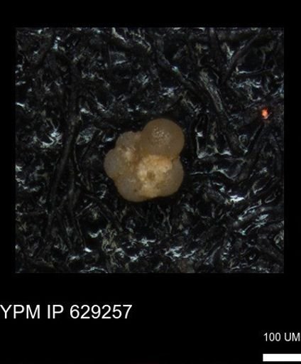 undet. Rugoglobigerinidae