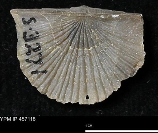 Stropheodonta sp.