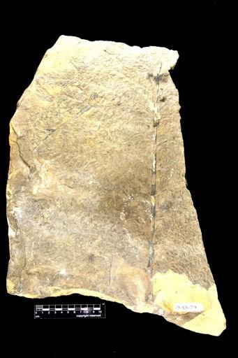 Archaeopteris sp.