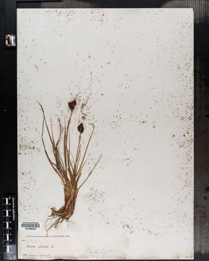 Carex
