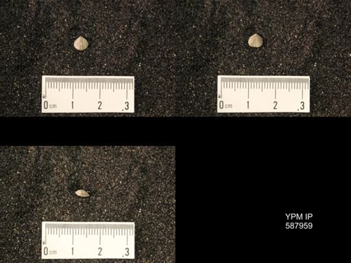 Zygospira modesta
