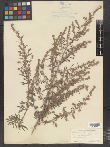 Artemisia absinthium