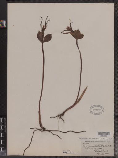 Isotria verticillata