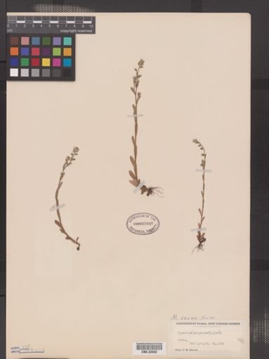 Myosotis verna