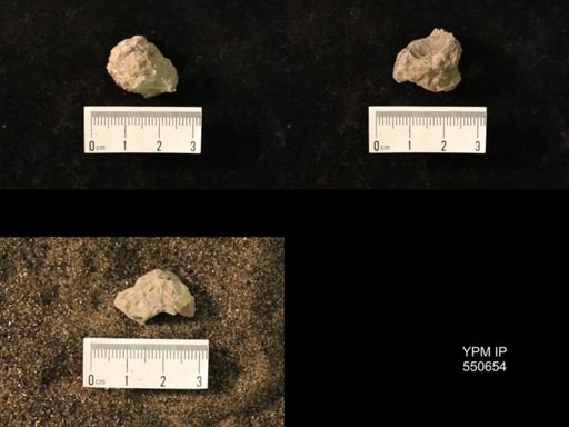 Marginifera wabashensis