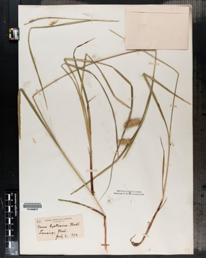 Carex hystricina