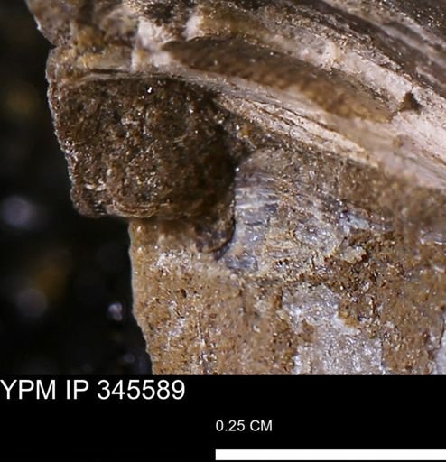 undet. Mollusca