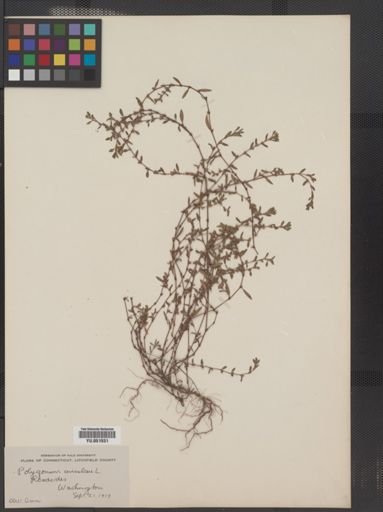 Polygonum aviculare
