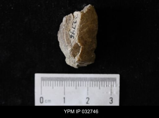 undet. Bivalvia
