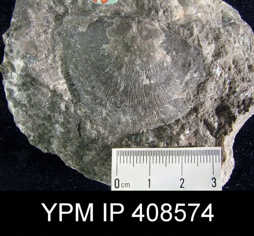 Stropheodonta planulata