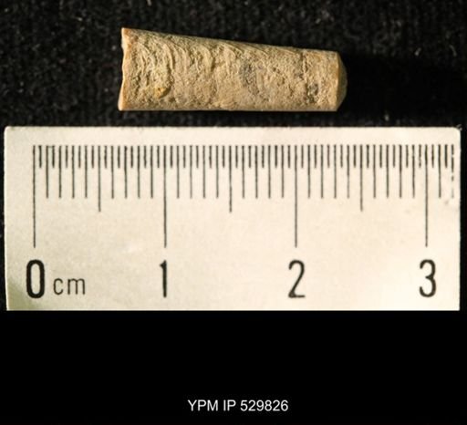 Pseudorthoceras knoxense