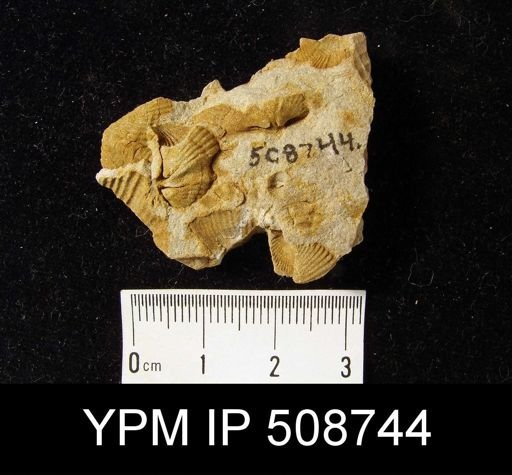Syringothyris?