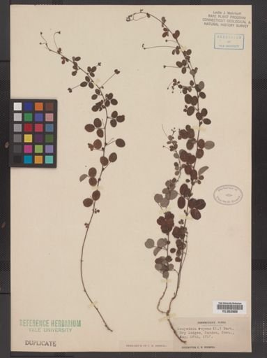 Lespedeza repens
