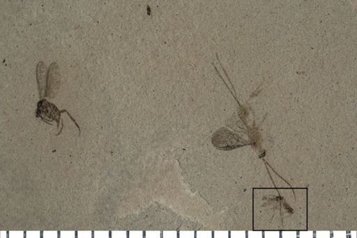 Tipulidae