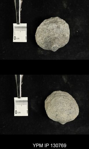 Spinatrypa spinosa