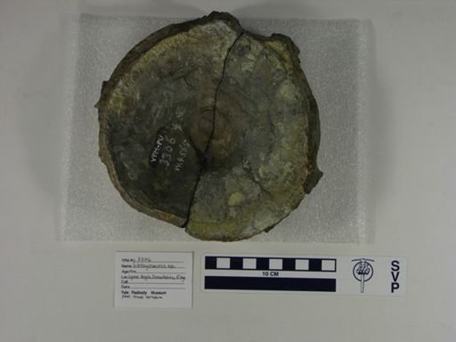 Ichthyosaurus sp.