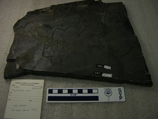 Tanytrachelos ahynis