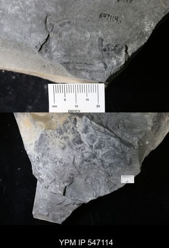 Eurypterus