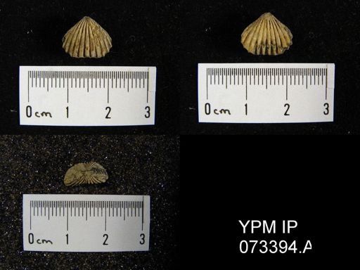 Camarotoechia cedarensis
