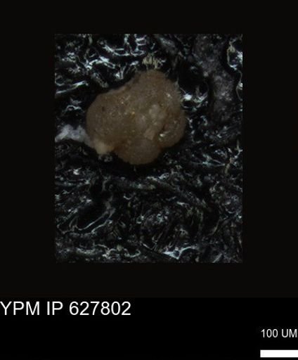 undet. Foraminiferida