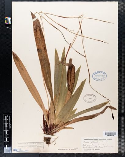 Carex plantaginea