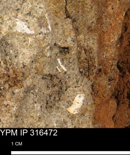 undet. Mollusca