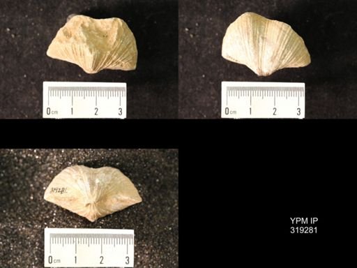 Spirifer cameratus