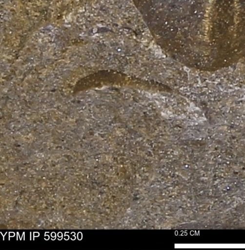 Protocardia subquadrata