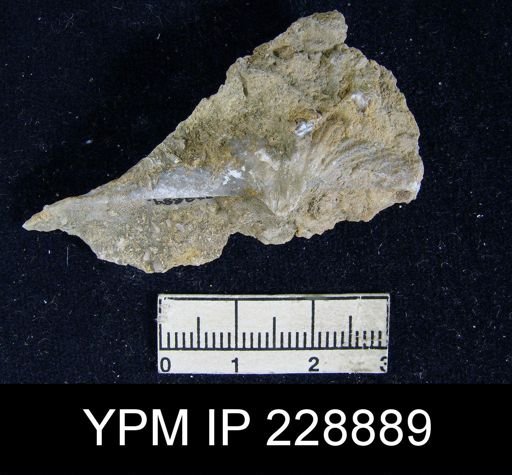 Neospirifer latus