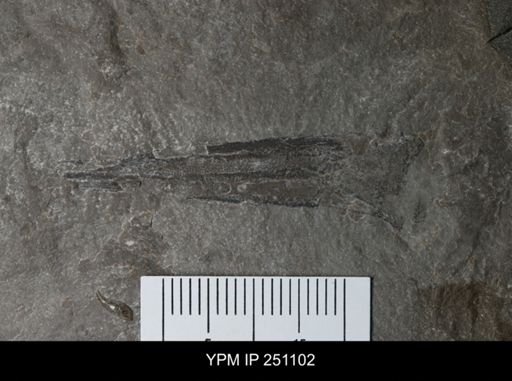 undet. Phyllocarida