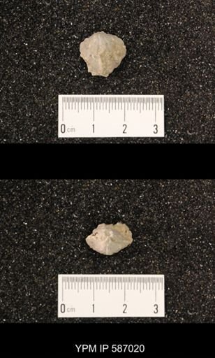 Atrypa nodostriata