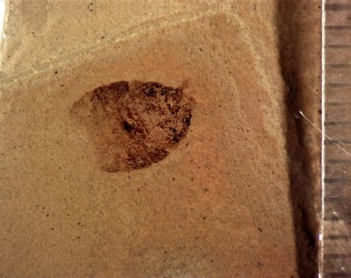 undet. Blattodea