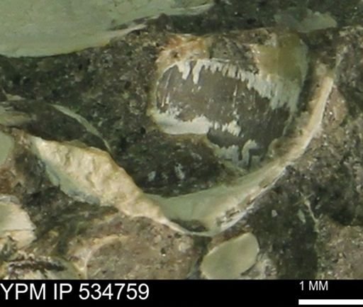 Protocardia subquadrata