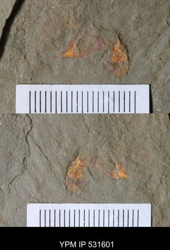 undet. Arthropoda