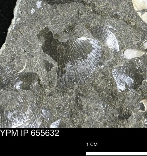 Oxytoma (Hypoxytoma) nebrascana