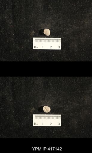 Euphemites carbonarius