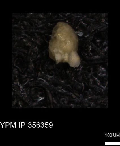 undet. Foraminiferida