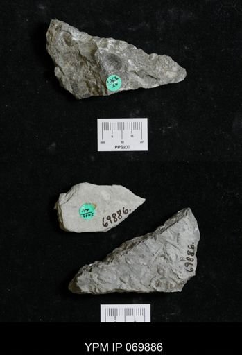 Calymene meeki