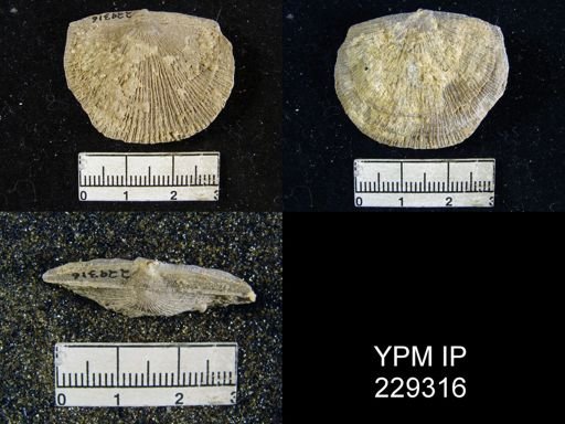 Derbya crassa texana