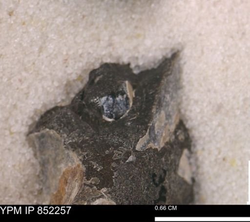 undet. Bivalvia