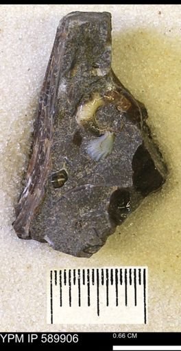 Hoploscaphites comprimus