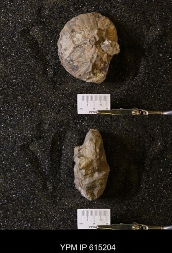 Hoplitoplacenticeras sp.