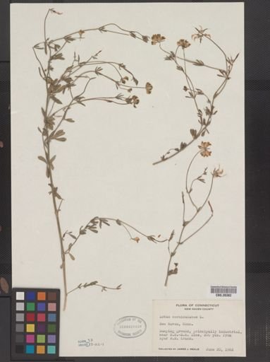 Lotus corniculatus