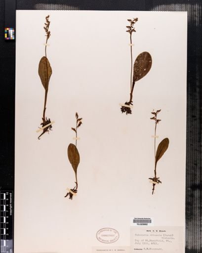Habenaria