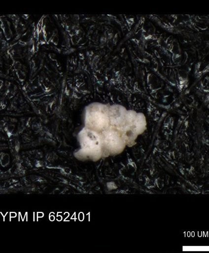 undet. Heterohelicidae