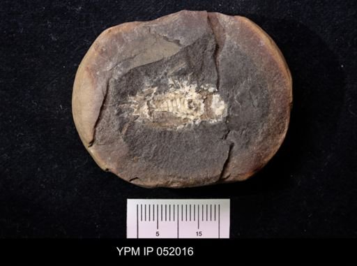 Anthracaris gracilis