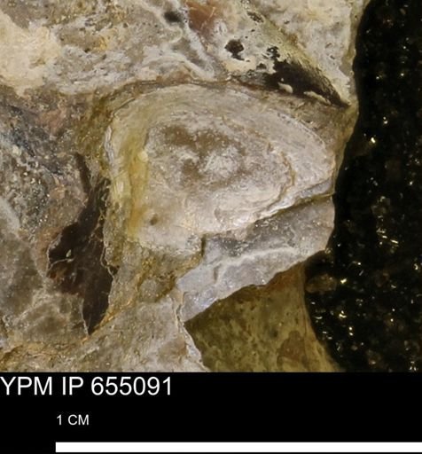Protocardia
