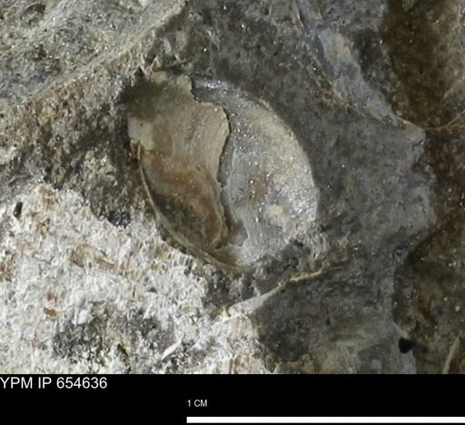 Bivalvia