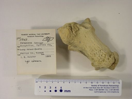 Teleoceras fossiger