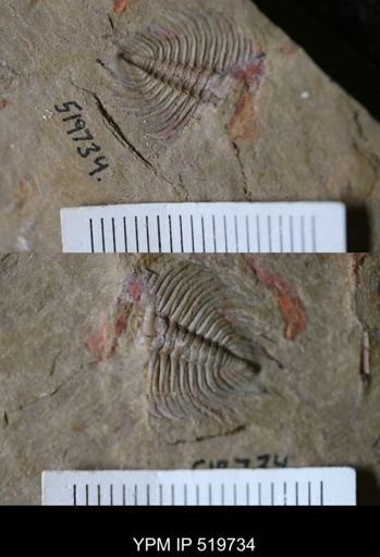 undet. Dalmanitacea